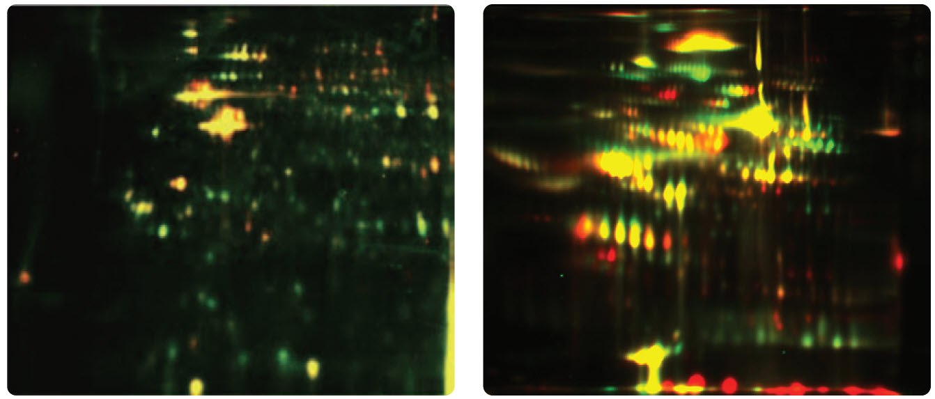 Differential Protein Expression in Cells and Plasma Samples Differential Protein Expression in Cells and Plasma Samples