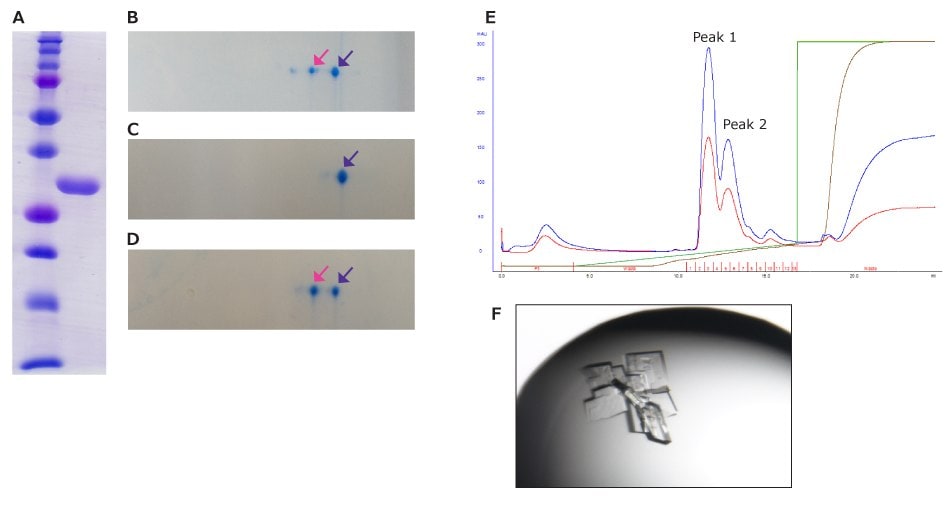 Various images and graphs showing SDS-PAGE, 2D-E pattern of partial purified protein, ion-exchange column chromatography, and protein crystal. 2D-E images show the peaks from the chromatogram and the protein crystal shows peak 1.