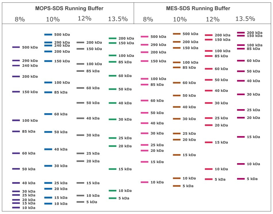 Migration charts of mPAGE® Lux Bis-Tris Gels with MOPS SDS Running Buffer and MES SDS Running Buffer Migration chart for mPAGE™ Lux Bis-Tris gel chemistry with MOPS & MES Running Buffer (kDa). Chart displays protein migration for 8%, 10%, 12%, and 13.5% mPAGE™ Lux gels. Proteins separated with MOPS running buffer typically migrate further into the gel then those separated using MES running buffer. Lower gel percentages are used for better separation at the higher molecular range while higher gel percentages are used for lower molecular range separation. MOPS running buffer is preferred for separation of mid to high molecular weight proteins, while MES running buffer has advantages for separating mid to low molecular weight proteins.