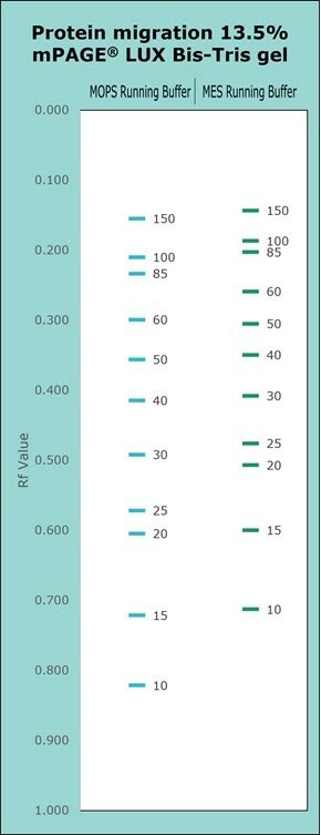 Protein migration chart (kDa) of 13.5% and mPAGE Lux Bis-Tris gel chemistries. Protein migration chart for 13.5% mPAGE LUX Bis-Tris gel. The chart displays the migration for MOPS & MES Running Buffer. Higher gel percentages such as 13.5% are used for better separation of low molecular weight proteins. Separation of proteins on Bis-Tris gels can be further optimized with the use of MES or MOPS running buffer. MOPS running buffer is preferred for separation of mid to high molecular weight proteins, while MES running buffer has advantages for separating mid to low molecular weight proteins.