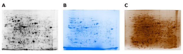 Detection of protein in flower extract samples using Cy5 NHS ester, CBB staining, or silver staining methods.