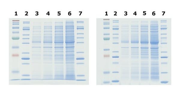 Sharper bands are observed in Bis-Tris gels compared to tris-glycine gels.