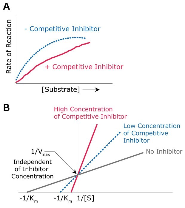 Competitive Inhibition Kinetics Lineweaver-Burk plots showing the kinetics of competitive inhibition including the effects of high concentration of competitive inhibitor, low concentration of competitive inhibitor, and no inhibitor on Vmax and Km.
