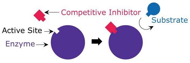 Competitive Inhibition A simple model showing how the competitive inhibitor binds to the active site of the enzyme and blocks the substrate from binding.