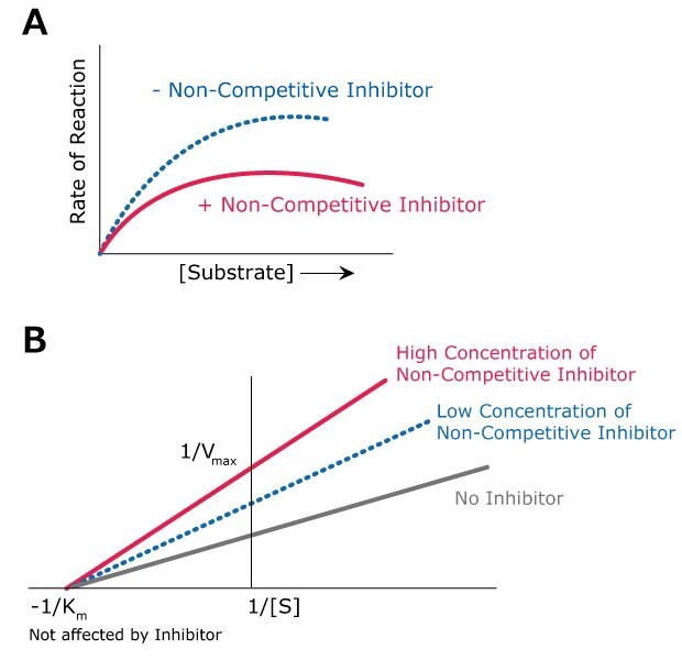 Non-Competitive Inhibition Kinetics Graph showing the kinetics of non-competitive inhibition including the effects of high concentration of non-competitive inhibitor, low concentration of non-competitive inhibitor, and no inhibitor.