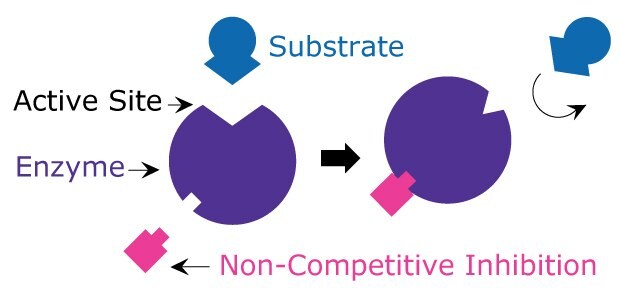 Non-Competitive Inhibition Diagram showing non-competitive inhibition including how the non-competitive inhibitor binds to a site other than the active site of the enzyme to stop the substrate from binding.