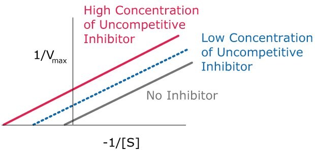Uncompetitive Inhibition Kinetics Lineweaver-Burk plots showing the kinetics of uncompetitive inhibition, including how the lines are parallel and just shifted over for high concentration of uncompetitive inhibitor, low concentration of uncompetitive inhibitor, and no inhibitor.