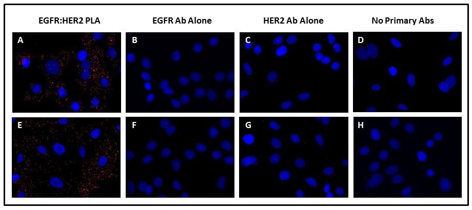 Duolink® PLA检测EGF诱导的EGFR:HER2二聚化。