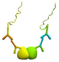 Protein-protein interactions