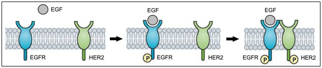 EGFR-HER2二聚化图示。