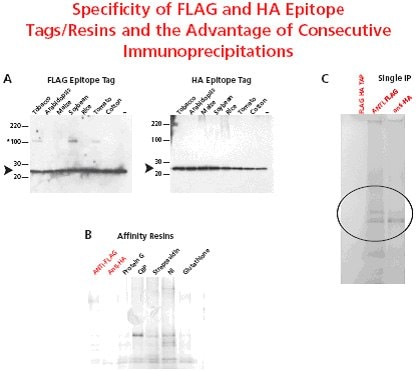 Specificity of FLAG and HA Epitope Tags/Resins