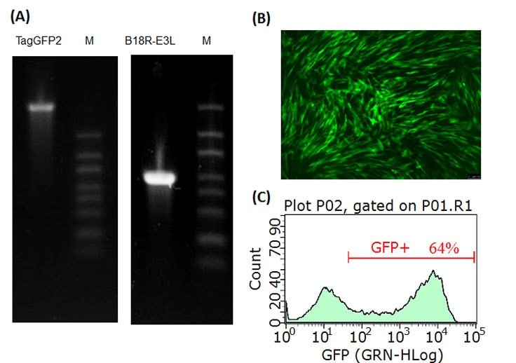  RNA gels and TagGFP2 expression in HFFs