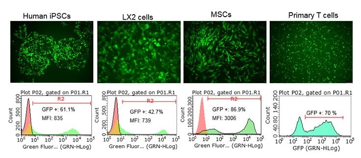 Simplicon™ RNA can be transfected into a wide variety of cell types