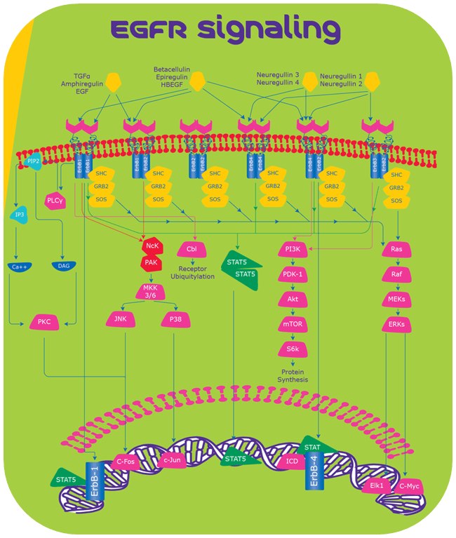 egfr signalling