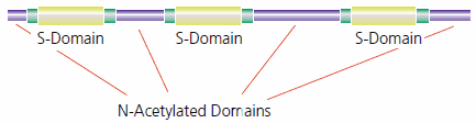 Heparan sulfate has regions of high sulfation (S-domains) interspersed with less modified regions (N-acetylated domains)