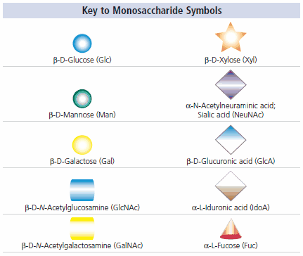 Key to Monosaccharide Symbols