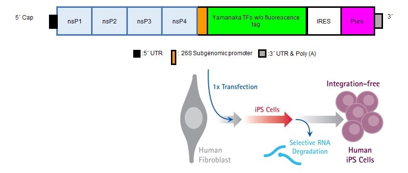 Human iPS cells can be genereated with a single transfection