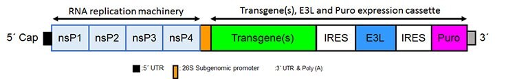 Structure of the Simplicon™ RNA