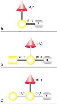 (A)H(O)型、(B)A型和(C)B型抗原的结构