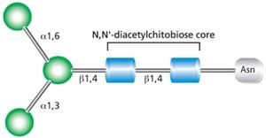 Core structure for all N-linked glycans