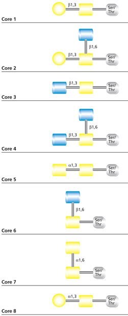 Core Structures of mucin-type O-glycans. Core Structures of mucin-type O-glycans
