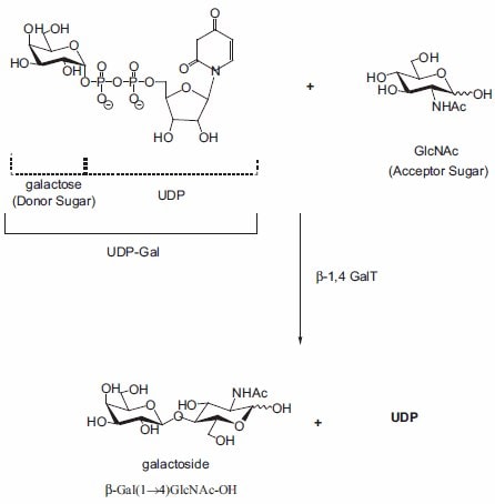 Enzymatic-catalyzed glycosylation
