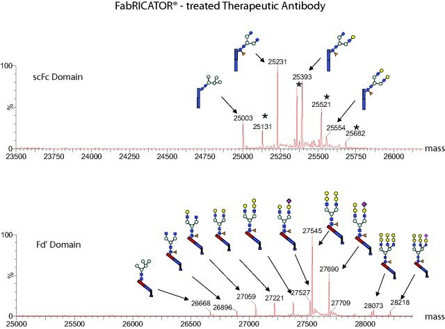 Cleavage of a therapeutic antibody