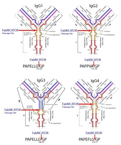 FabRICATOR cleaves IgG isotypes