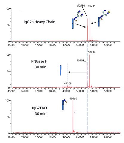 IgGZERO表现出了特异性的内切糖苷酶活性