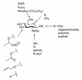 Modifications of GlcNAc employed as acceptors in β(1→4)GalT catalyzed transfer of galactose.