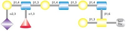 结合唾液酸化Lewis X (sLex)的O-连接Core 2聚糖结构