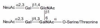 O-linked Core-2 Hexasaccharide.