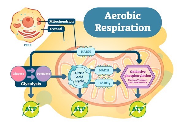 oxidative phosphorylation in aerobic respiration