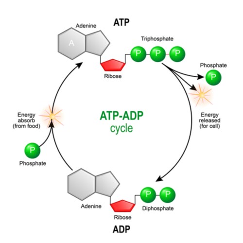 Phosphorylation - ATP-ADP Cycle Diagram