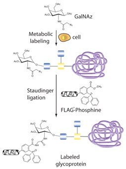 Profiling O-type glycoproteins