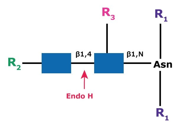 Cleavage site and structural requirements for Endoglycosidase H Diagram showing the cleavage site and structural requirements for Endoglycosidase H (Endo H) with high mannose N-linked glycans.