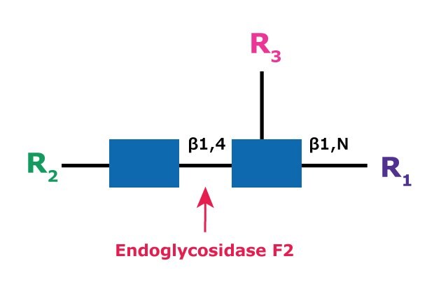 Cleavage site and structural requirements for Endoglycosidase F2 Diagram showing the cleavage site and structural requirements for Endoglycosidase F2 (Endo F2) with the N-linked diacetylchitobiose glycan core.