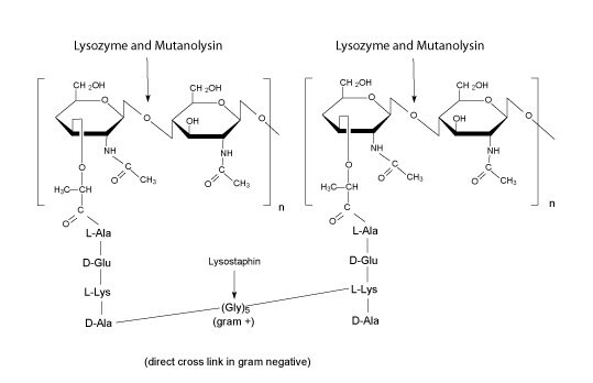 Lysozyme and Mutanolysin