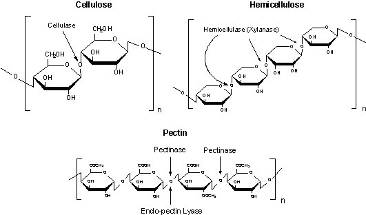 Cellulose, Hemicellulose and Pectin structures