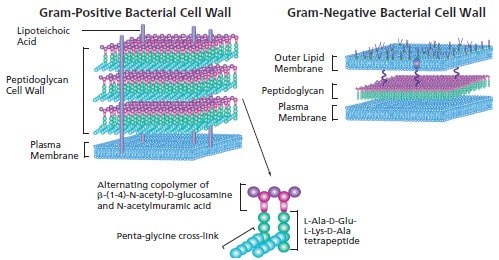 Gram Positive Bacterial Cell Wall and Gram Negative Bacterial Cell Wall