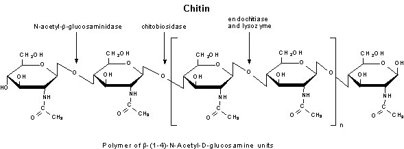 Chitinase