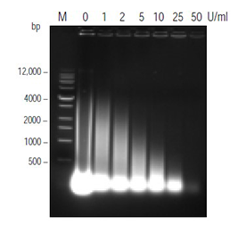 Nucleic acid digestion by Benzonase® nuclease