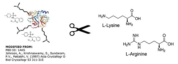 Porcine Pancreatic Trypsin