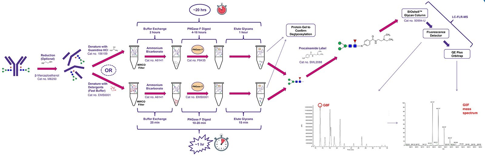 Comparison of PNGase F workflows for glycan release. The traditional workflow (top) involves multiple wash steps and an overnight digestion. With PNGase Fast (bottom), digestion is complete in 15 minutes with minimal washes. Released glycans were labeled with procainamide by reductive amination and analyzed by LC-FL-MS. Workflow for Glycan Sample Preparation and Analysis by LC-MS