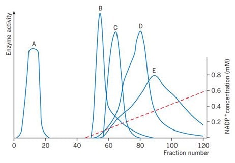 Gradient elution with 0–0.6 mM NADP+ Gradient elution with 0–0.6 mM NADP+