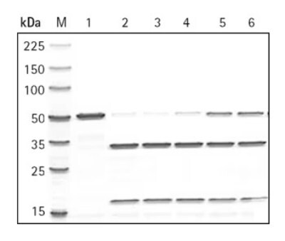 SDS-PAGE gradient gel showing Factor Xa cleavage with expected proteolysis products at ~35 kDa and ~17 kDa.
