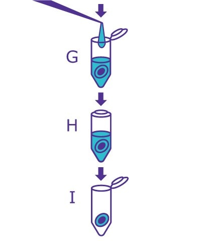 4th part of the In-Gel Deglycosylation workflow starting with adding water and incubating, then removing the glycan-containing supernatant. 4th part of the In-Gel Deglycosylation workflow starting with adding water and incubating, then removing the glycan-containing supernatant.