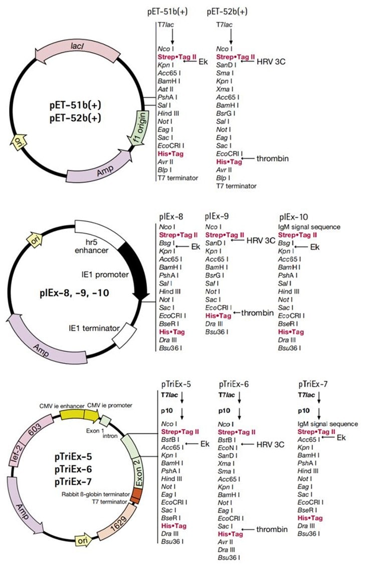 Maps for the Strep•Tag® II vectors.