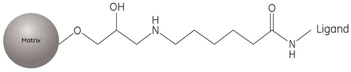 Partial structure of AVB Sepharose High Performance. Partial structure of AVB Sepharose High Performance.