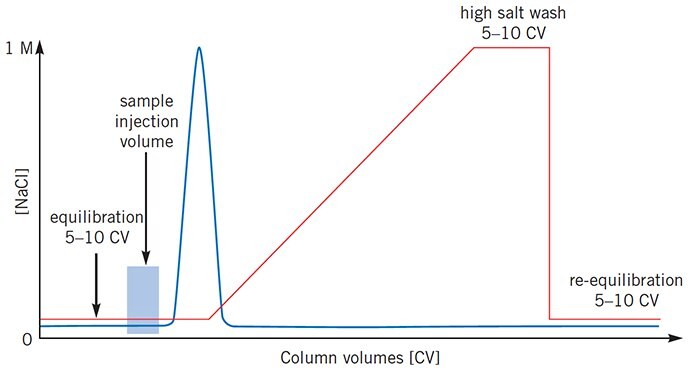 Sample elutes before salt gradient begins Sample elutes before salt gradient begins